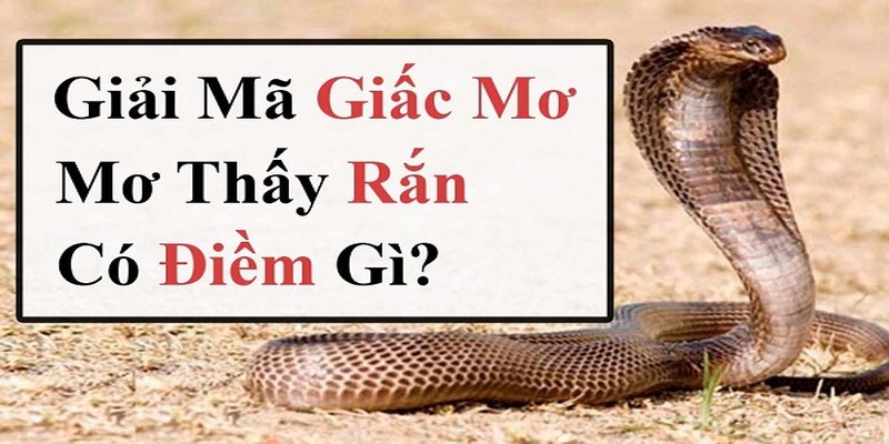Nằm Mơ Thấy Rắn Điềm Gì