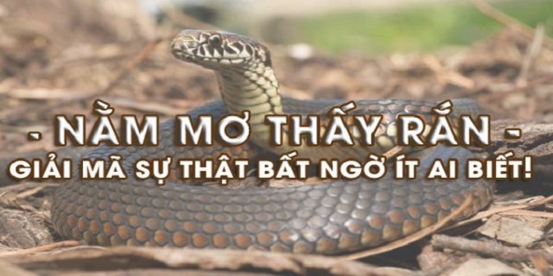 Nằm mơ thấy rắn điềm báo gì và giải mã sự thật ít ai biết