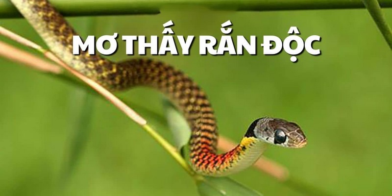 Nằm mơ gặp rắn điềm gì - Rắn độc