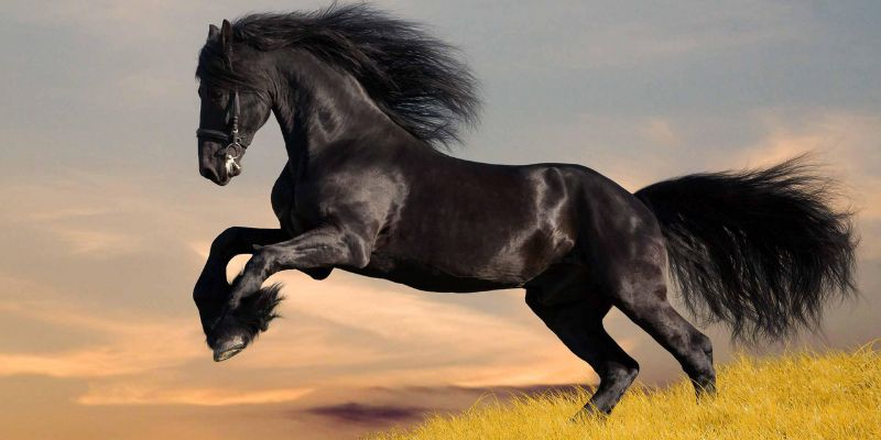 Luận giải ý nghĩa chi tiết từng giấc mơ thấy ngựa