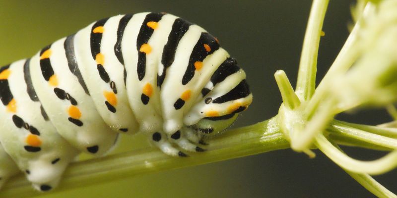 Mơ thấy sâu thì nên đánh số nào để may mắn?